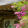 ミツバツツジ   　IMG-250511