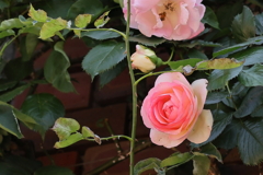 春・薔薇⑤　　IMG-0509