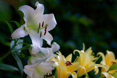 ユリ   　IMG-250719
