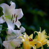 ユリ   　IMG-250719