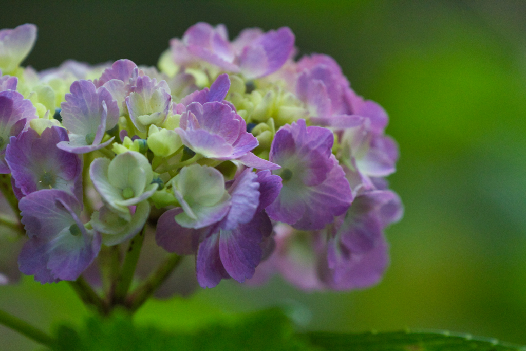 紫陽花　IMG_8