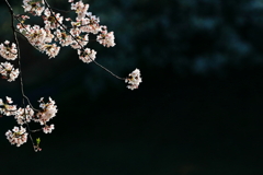 桜　IMG_12