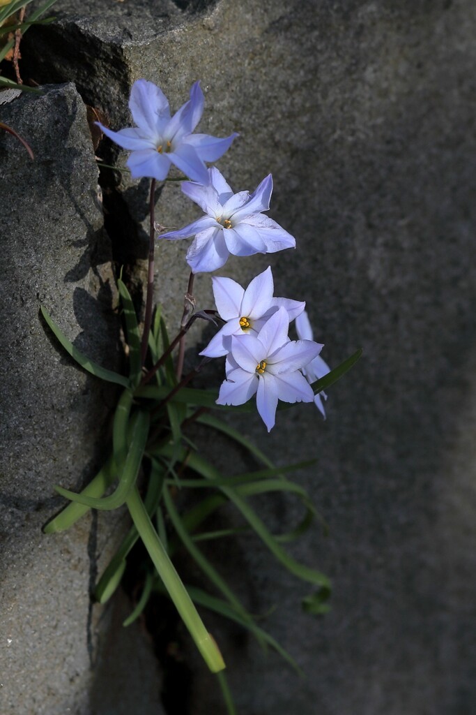 ハナニラ　IMG_0406 (2)