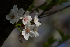 桜　IMG_13
