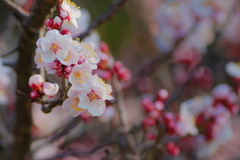 梅　　IMG-250319