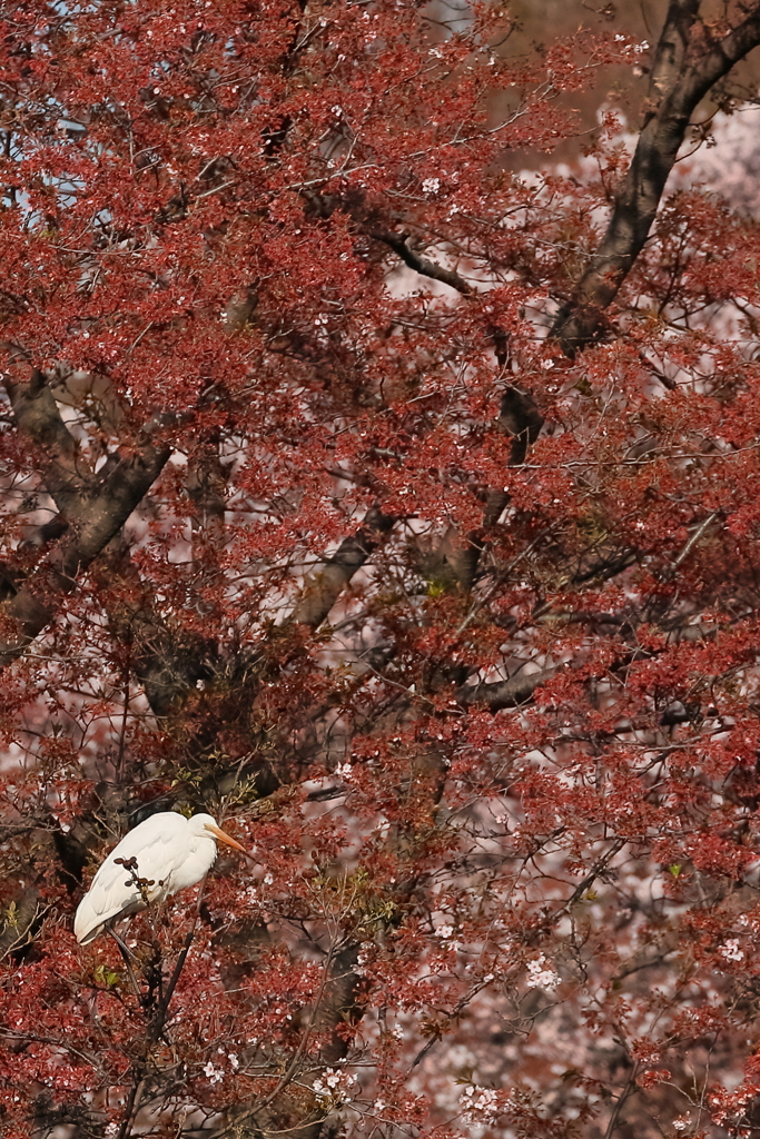 白鷺    IMG-0424