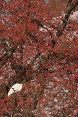 白鷺    IMG-0424