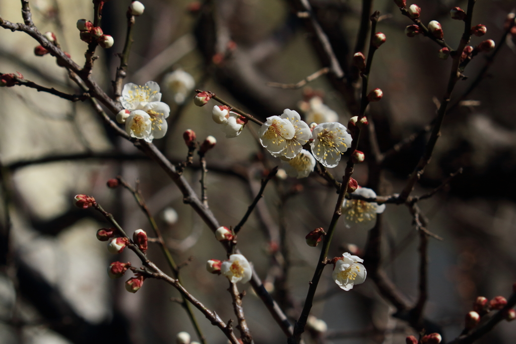 立春　IMG_2