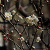 立春　IMG_2