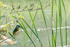 カワセミ　　　IMG-230909