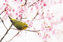 オカメ桜とメジロ　IMG_0328