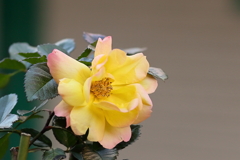 薔薇　IMG_1