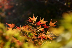 秋の彩　IMG_1120