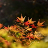 秋の彩　IMG_1120