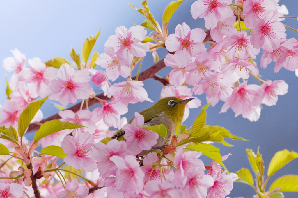 メジロ　　IMG-250411