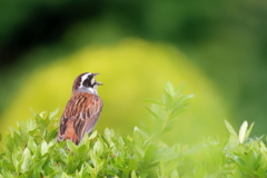 ホウジロ    IMG-250728