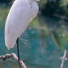 白鷺　　IMG-250422