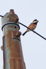 ヤマガラ   　IMG-251030