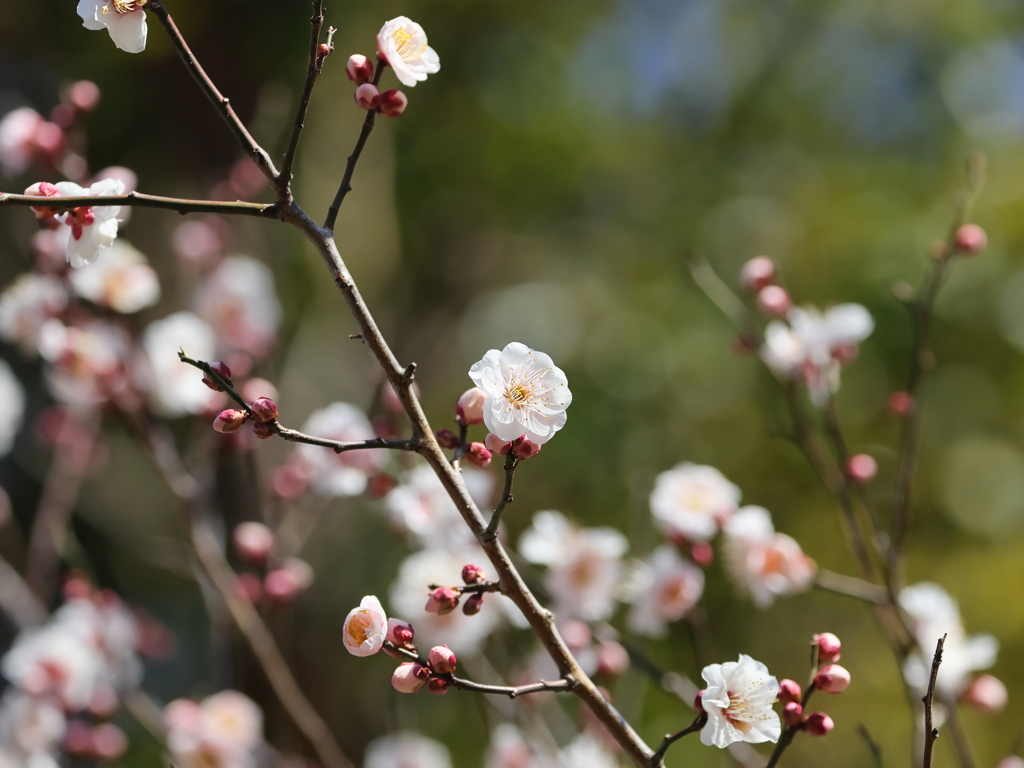 梅    　 IMG-0212
