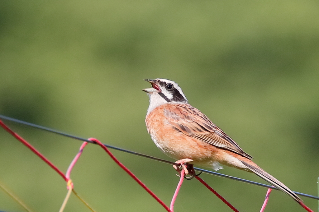 ホウジロ   　IMG-0810