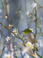 春の幻　　IMG-260131