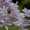 アガパンサス　　　IMG-0702