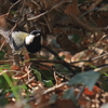 散策　IMG_3