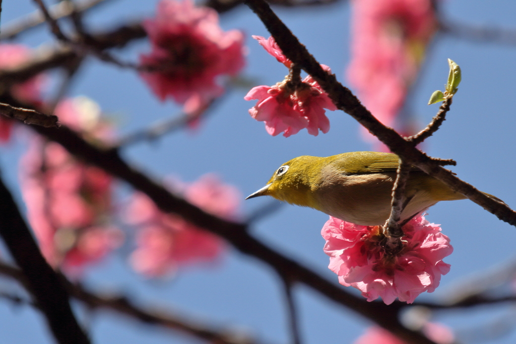 散歩　メジロと桃の花　IMG_16