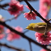 散歩　メジロと桃の花　IMG_16
