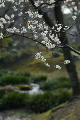 春の景色④　　　IMG_0301