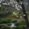 春の景色④　　　IMG_0301