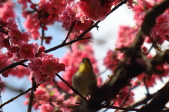 散歩　メジロと桃の花　IMG_24