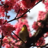 散歩　メジロと桃の花　IMG_24