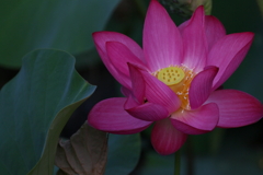 散策（蓮）　IMG_2939