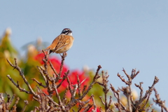 ホウジロ　　IMG-250506