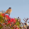 ホウジロ　　IMG-250506