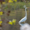 白鷺　　IMG-250426