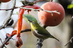 メジロ   　IMG-251120-1