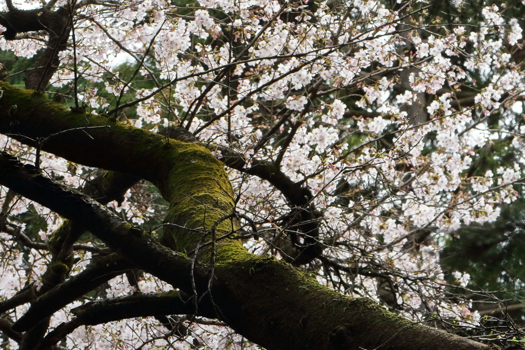 桜　IMG_4