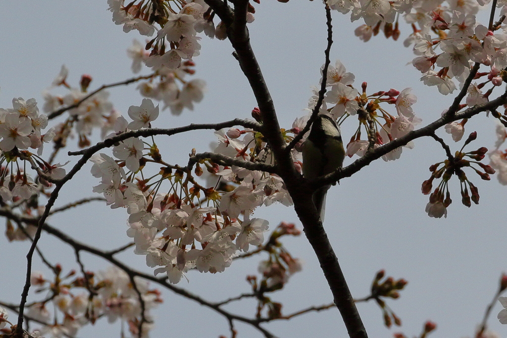 散歩（シジュウカラと桜）　IMG_26