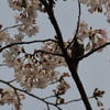 散歩（シジュウカラと桜）　IMG_26