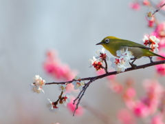 早春の香Ⅲ　　IMG-260227