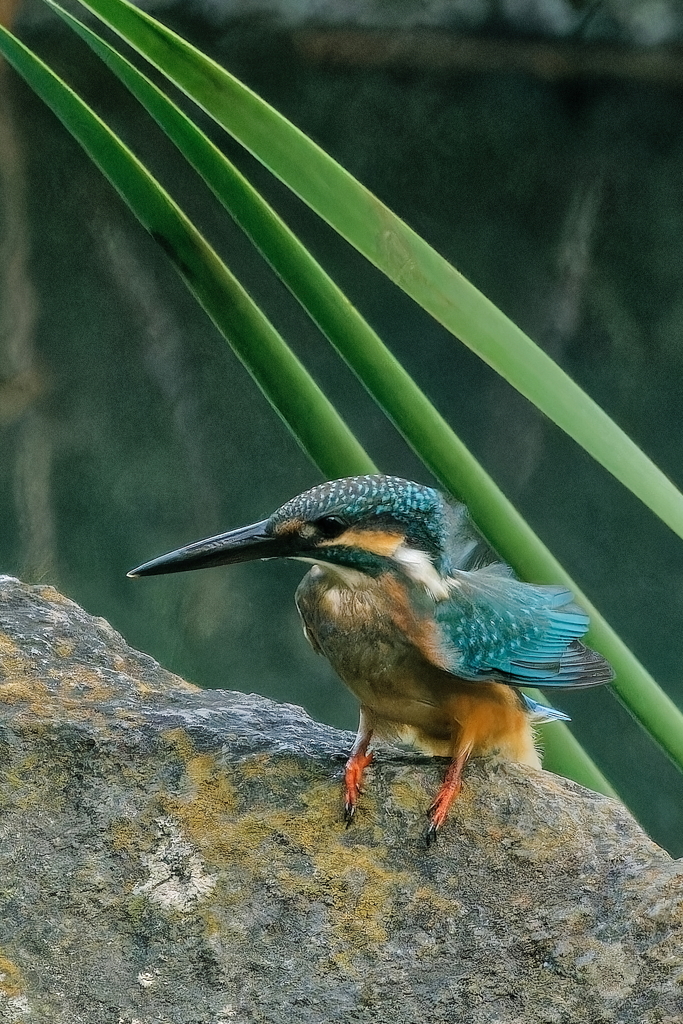 カワセミ　　　IMG-230916