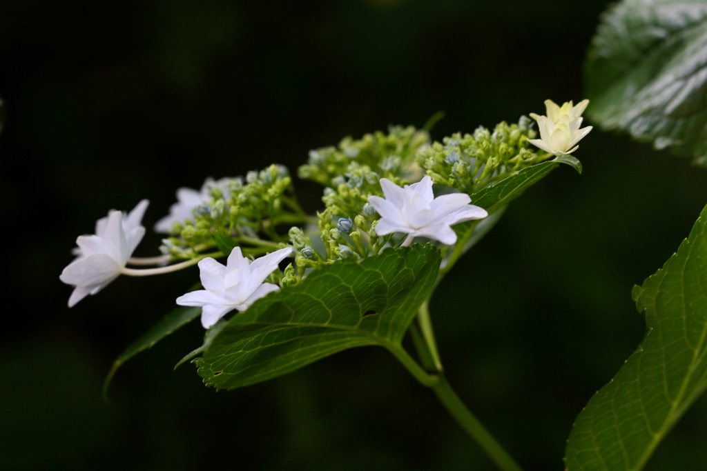 紫陽花　IMG_7