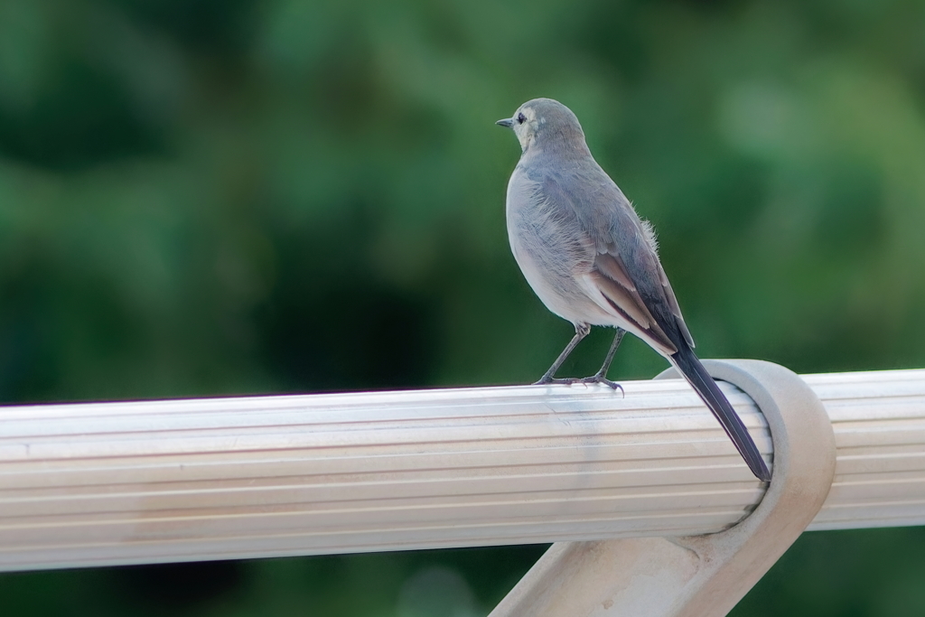 ハクセキレイ  　IMG-251129