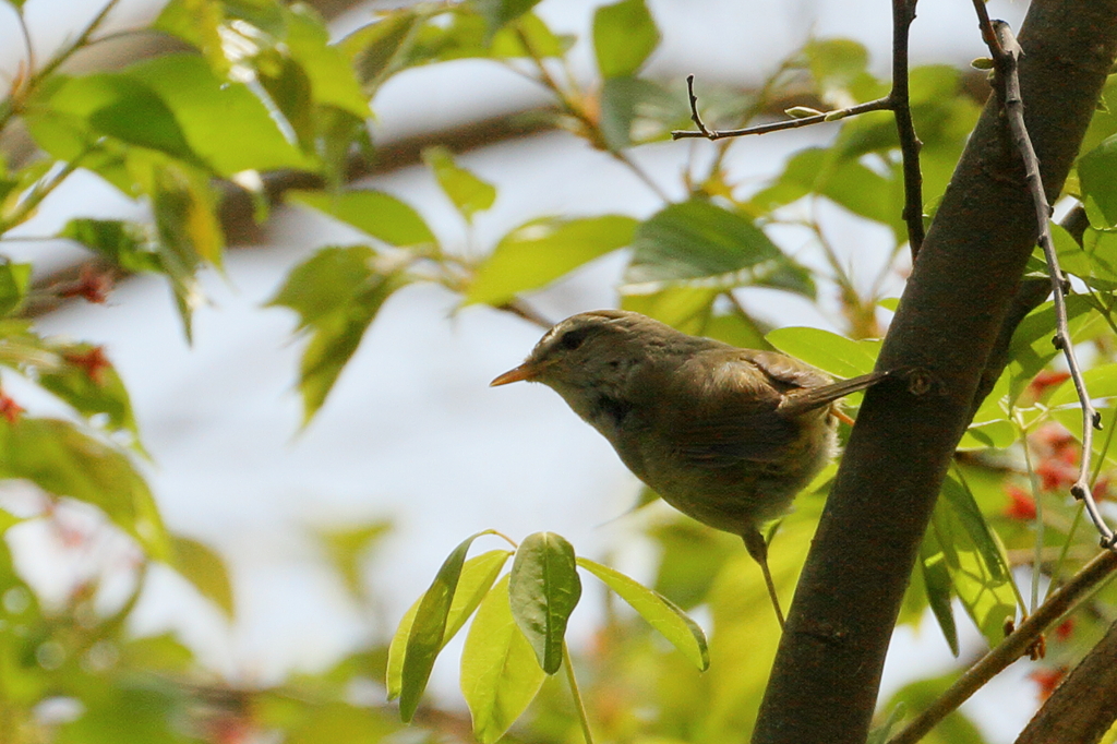 散歩（ウグイス）　IMG_45