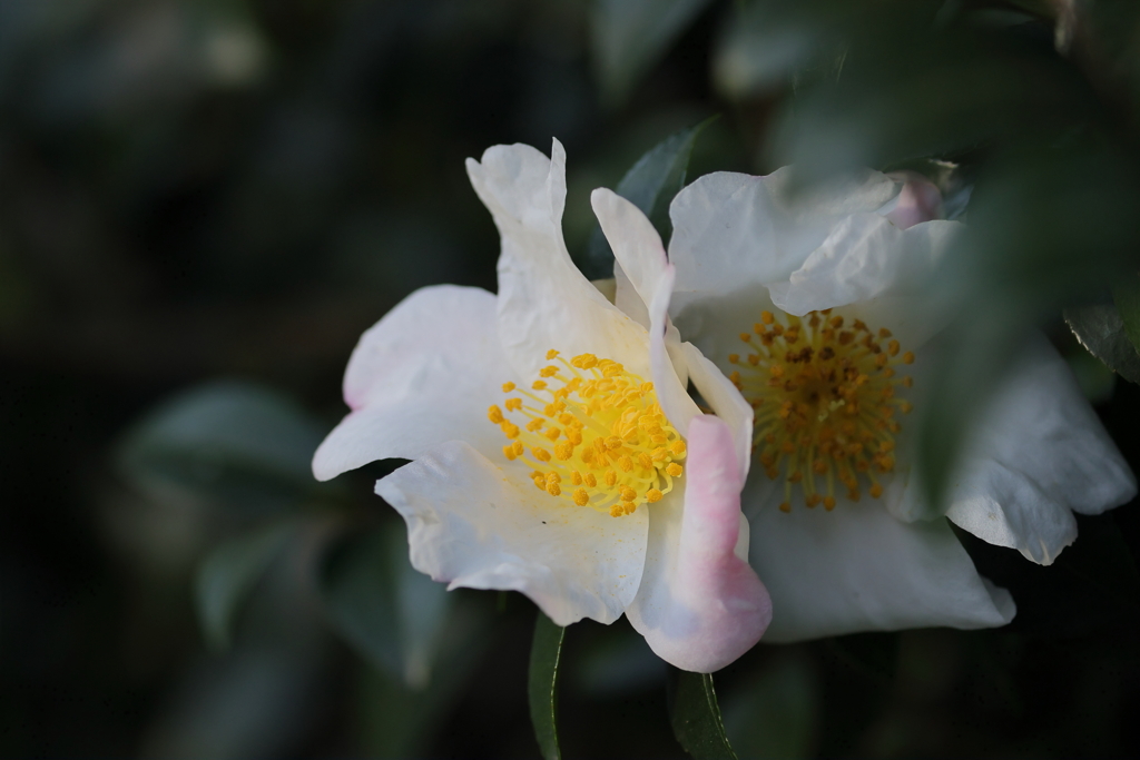山茶花    　IMG-1202