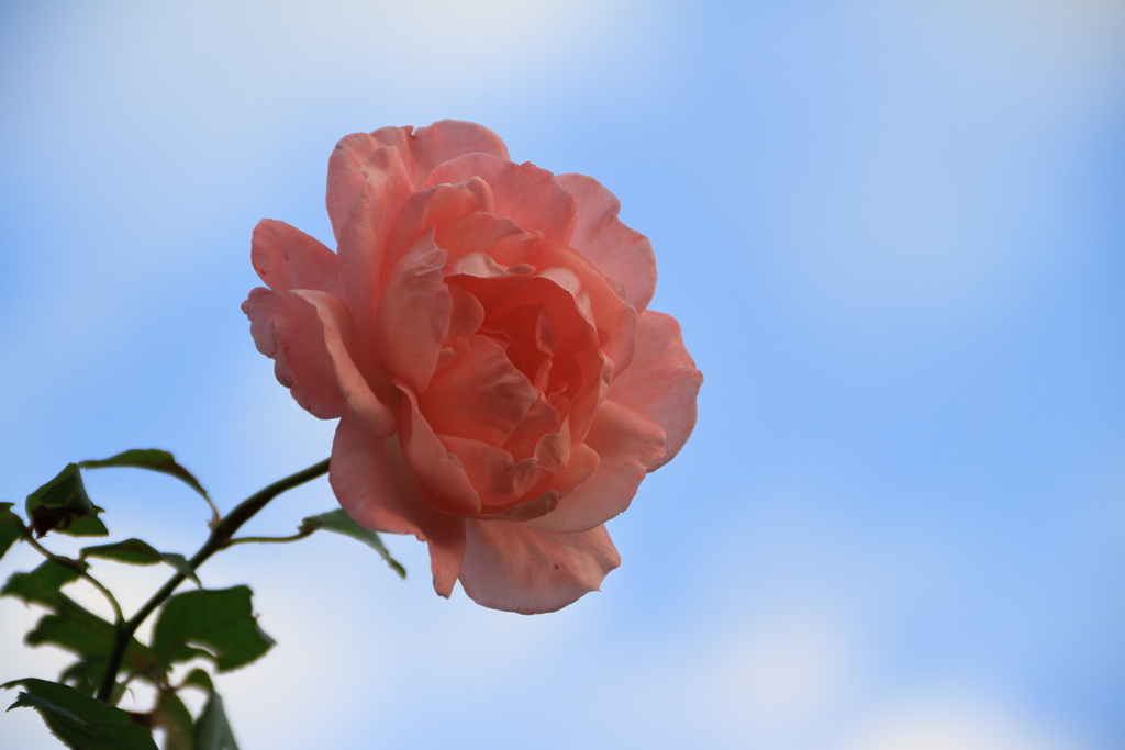 秋(薔薇)　IMG_10