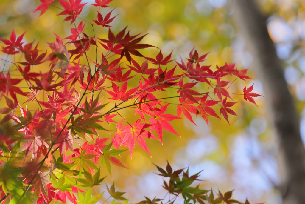 紅葉　IMG-1123
