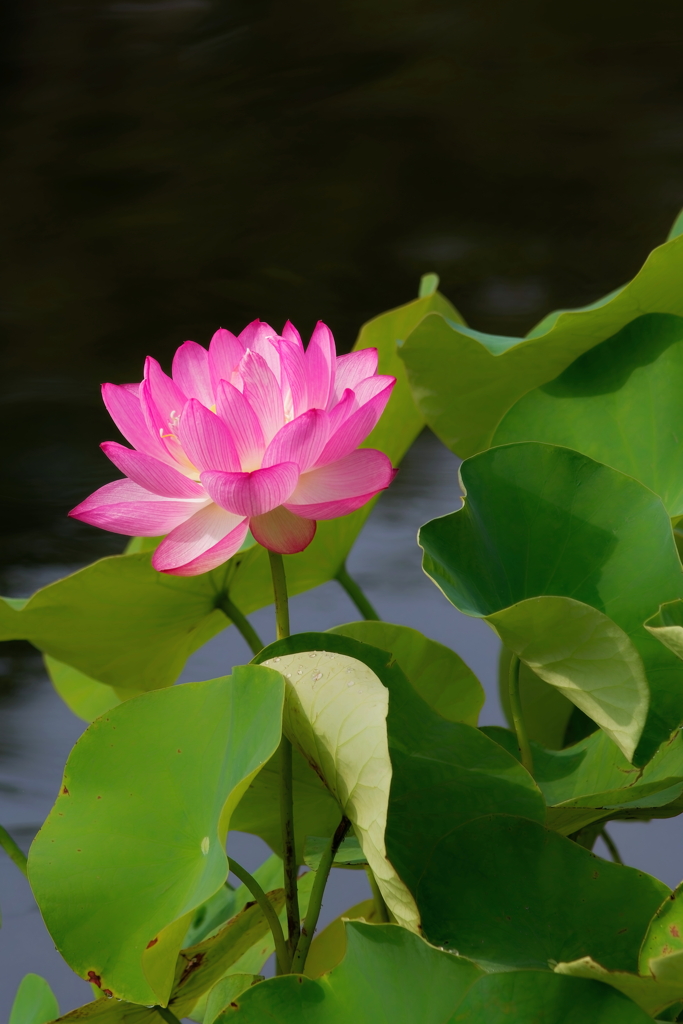 蓮  　IMG-250725